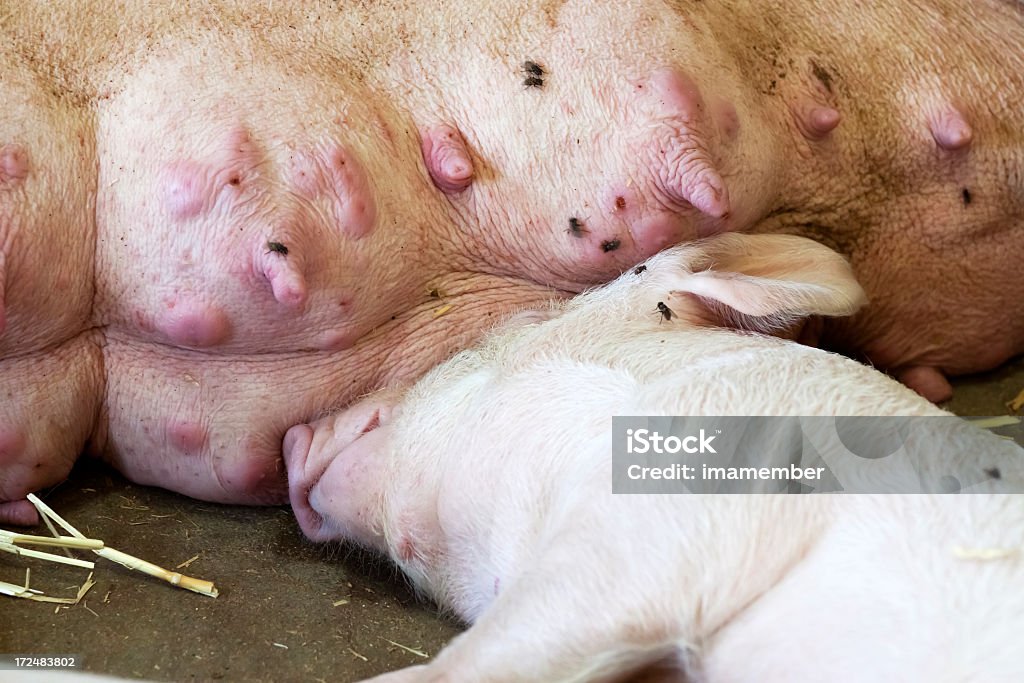 Leitão dormir ao lado de mãe porco com sweled tetos - Royalty-free Acariciar Foto de stock