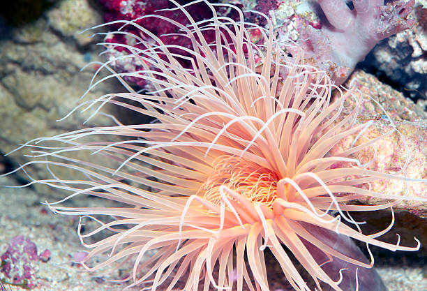 istock Beautiful Tube Anemone 172483816