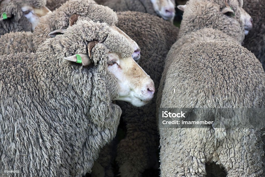 クローズアップ羊の群 - やわらかのロイヤリティフリーストックフォト