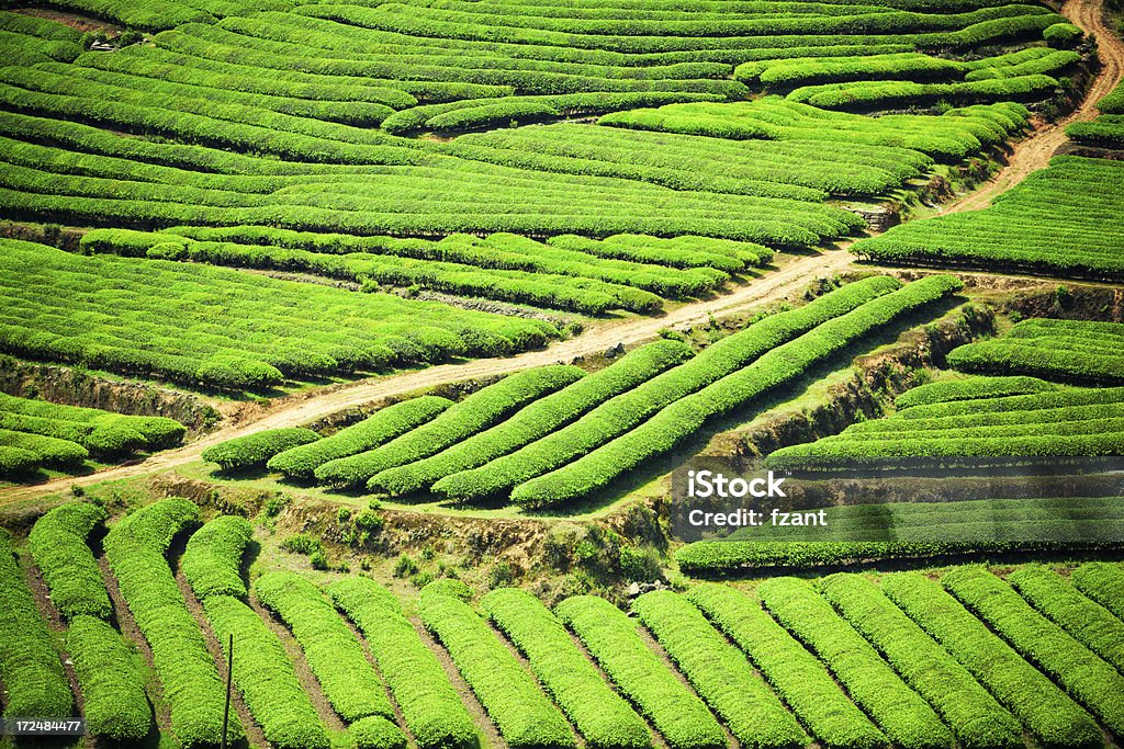 plantation de thé - Photo de Agriculture libre de droits