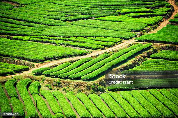 Photo libre de droit de Plantation De Thé banque d'images et plus d'images libres de droit de Agriculture - Agriculture, Aliments et boissons, Camellia sinensis