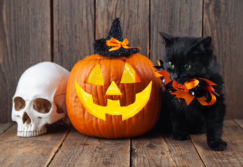 Black cat with pumpkins as a symbol of Halloween