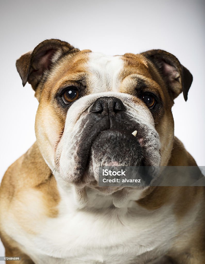 Ritratto di un Bulldog inglese - Foto stock royalty-free di Bulldog