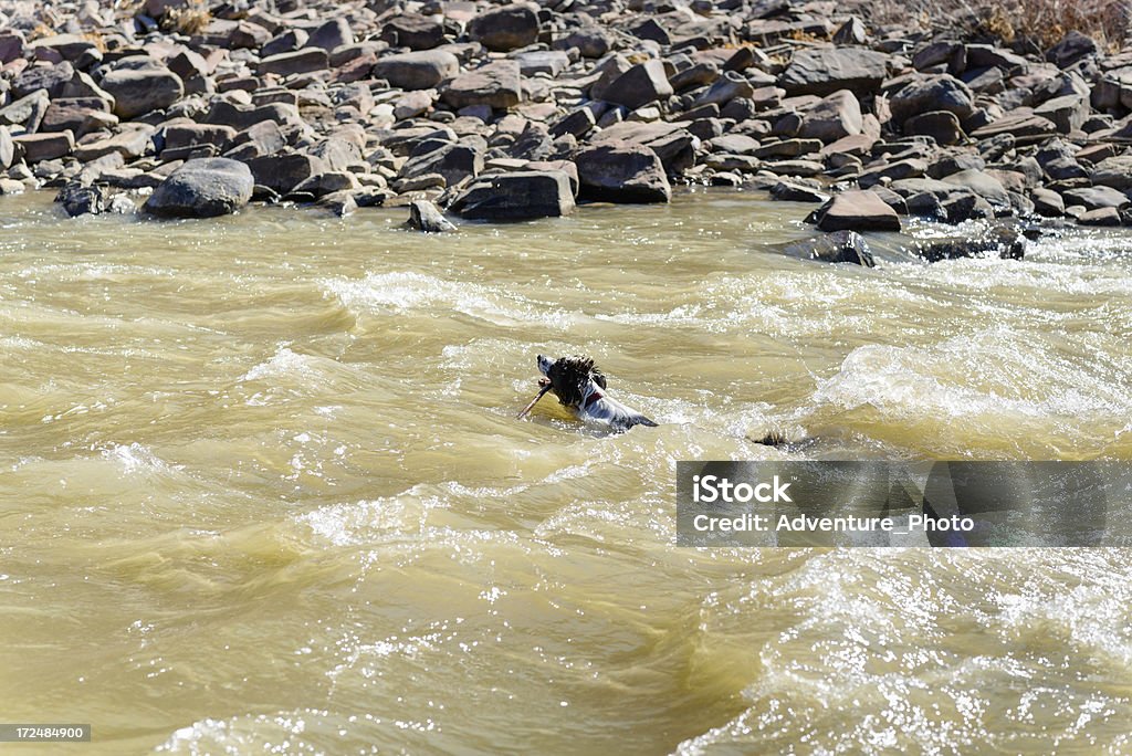 Cão Recuperando Siga na RIver Rapids - Foto de stock de Animal de estimação royalty-free