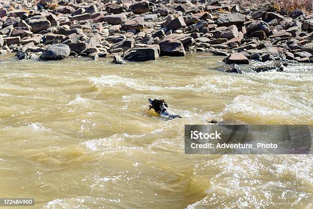 Foto de Cão Recuperando Siga Na River Rapids e mais fotos de stock de Animal de estimação - Animal de estimação, Corredeira - Rio, Curso de Água