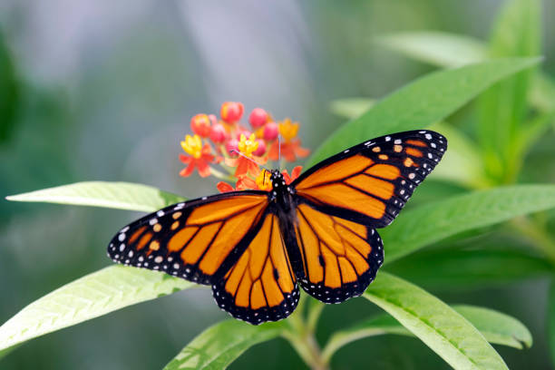 istock Monarch  on Milkweed flower 1724853237