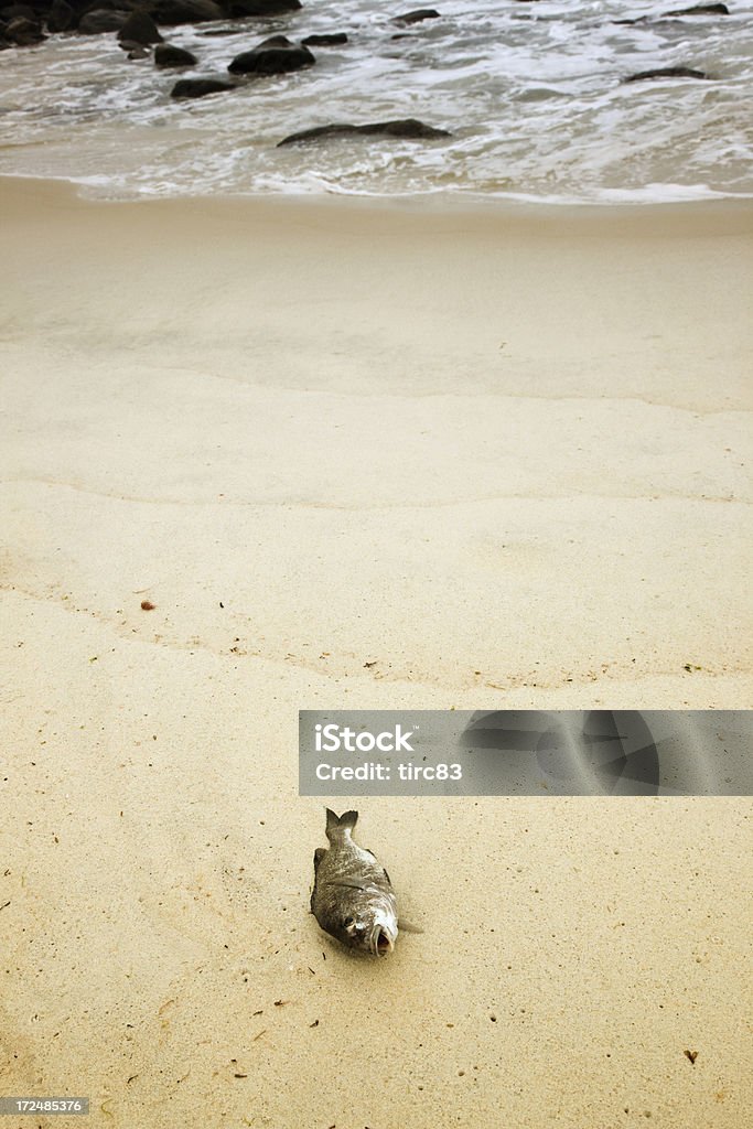 Lavados de pescados sobre la playa de arena - Foto de stock de Pez libre de derechos