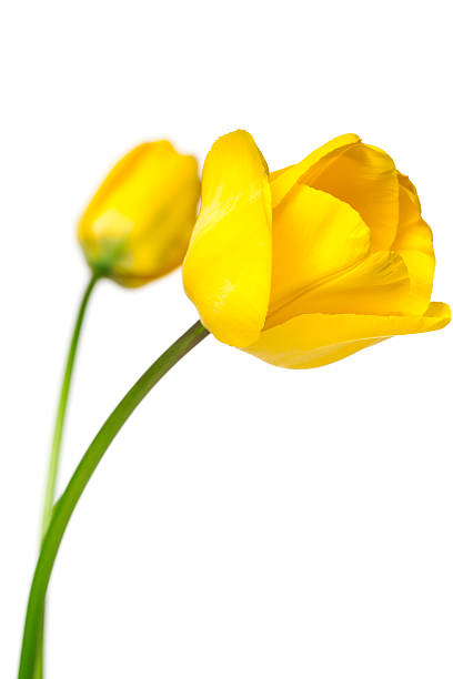 тюльпаны - yellow tulip стоковые фото и изображения