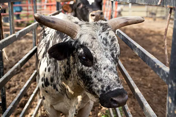 Photo of Rodeo Bull