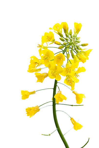 Canola on White canola flower on white canola growth stock pictures, royalty-free photos & images