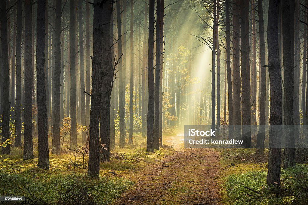 Frühling bunte Foggy Wald-Sonne scheint - Lizenzfrei Baum Stock-Foto