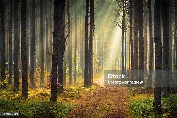 Frühling Bunte Foggy Waldsonne Scheint Stockfoto und mehr Bilder von Baum - Baum, Blatt - Pflanzenbestandteile, Fotografie