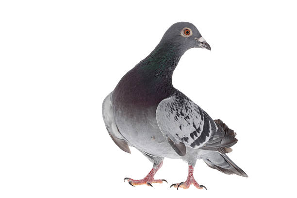 istock Gray pigeon isolated on white 172486221