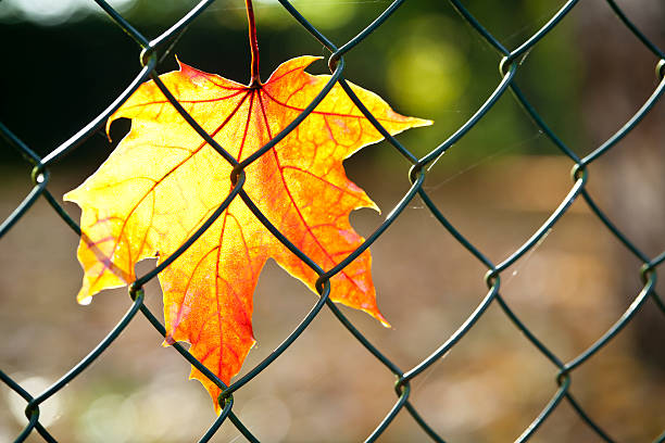 hojas de otoño en valla de conexión de cadena - chainlink fence fence leaf leaf vein fotografías e imágenes de stock