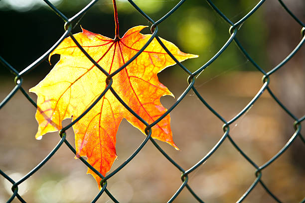 秋の葉のチェーンリンクフェンス - chainlink fence fence leaf leaf vein ストックフォトと画像