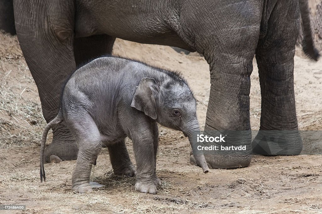 Bebê elefante aliviar si - Foto de stock de Alívio royalty-free