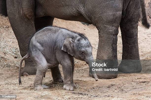 Bebê Elefante Alívio De Si - Fotografias de stock e mais imagens de Alívio - Alívio, Animal, Animal macho