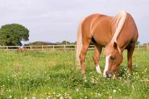 Chestnut pony at risk from laminitus grazing in a lush green meadow