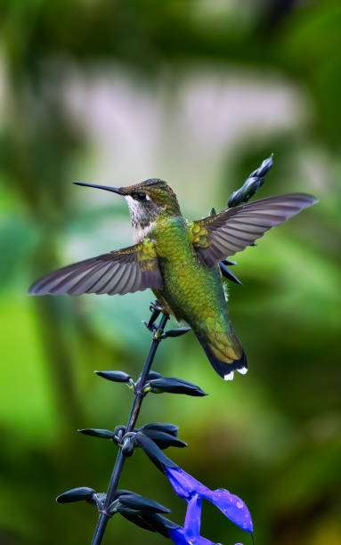 istock hummingbird with wing stretched out 1724865566
