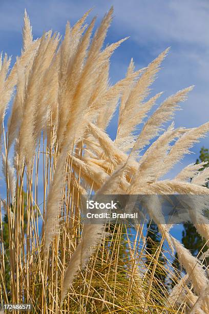 Foto de Pampas Grama e mais fotos de stock de Alcançar - Alcançar, Alto - Descrição Geral, América do Sul