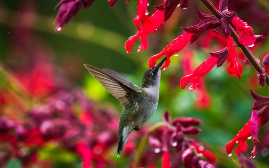 hummingbird on  a  red flower