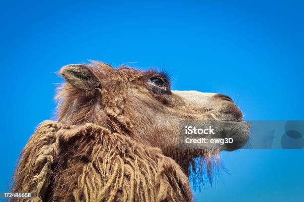 Jefe De Camello Foto de stock y más banco de imágenes de Aire libre - Aire libre, Animal, Azul