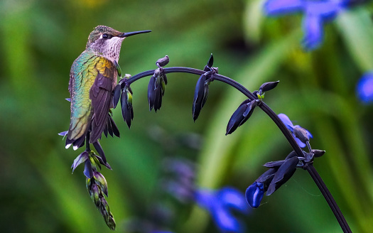 hummingbird perched on a purple salvia