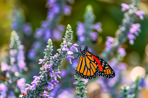 monarch on a purple flower