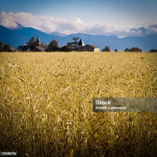 Campo Di Grano - Fotografie stock e altre immagini di Agricoltura - Agricoltura, Ambientazione esterna, Animale selvatico