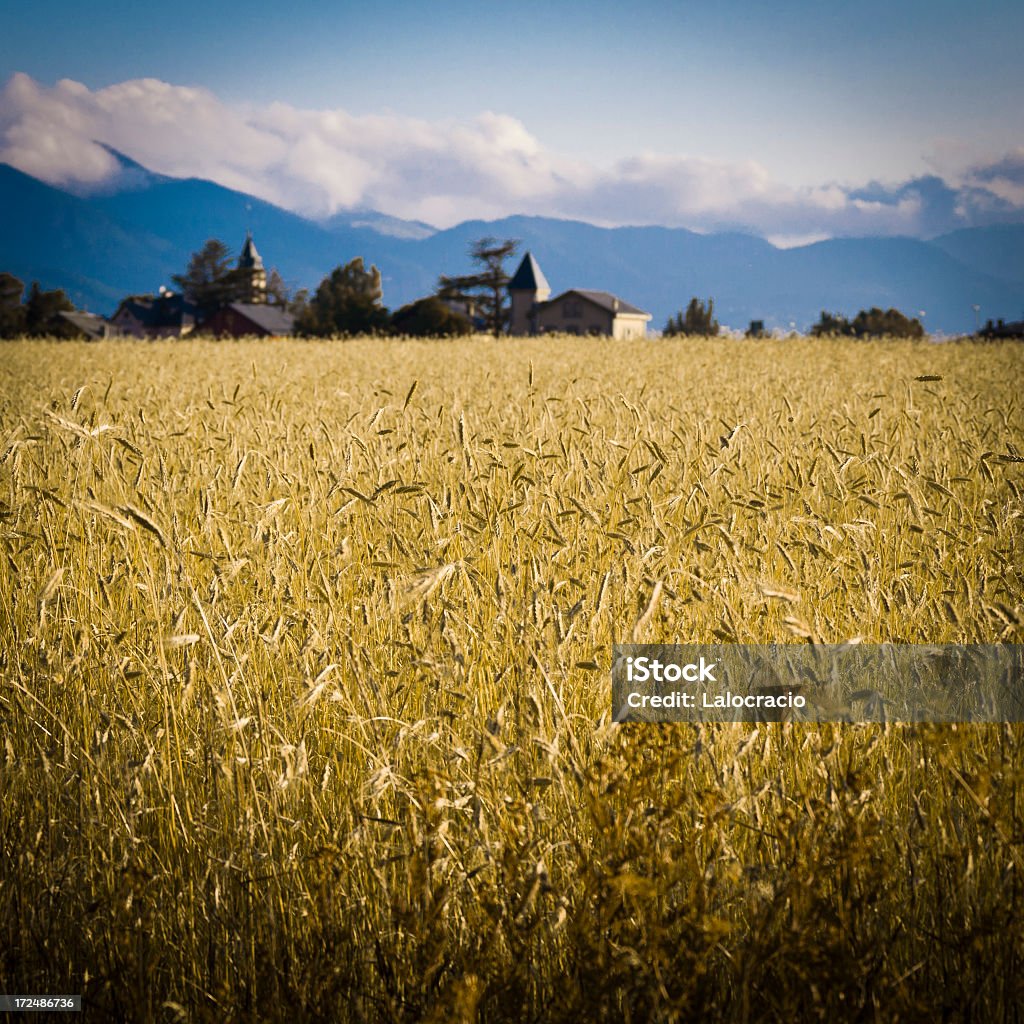 Campo de trigo - Foto de stock de Agricultura royalty-free