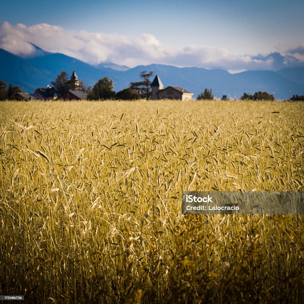 Пшеничное поле - Стоковые фото Без людей роялти-фри
