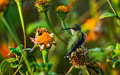 hummingbird on a mexican sunflower