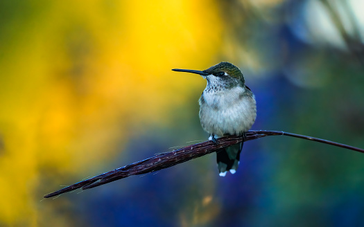 hummingbird delicately balanced on a nice perch