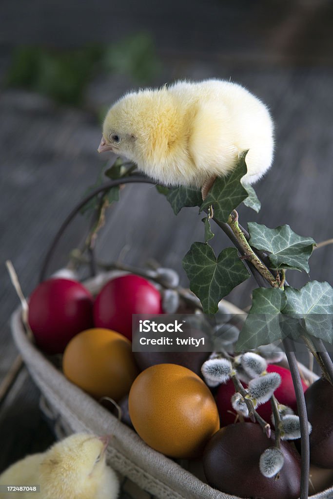 Пасхальные яйца и ребенок курица - Стоковые фото Без людей роялти-фри
