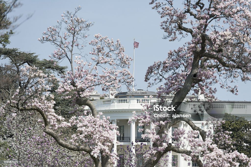 white house mit Kirschblüten - Lizenzfrei Baumblüte Stock-Foto