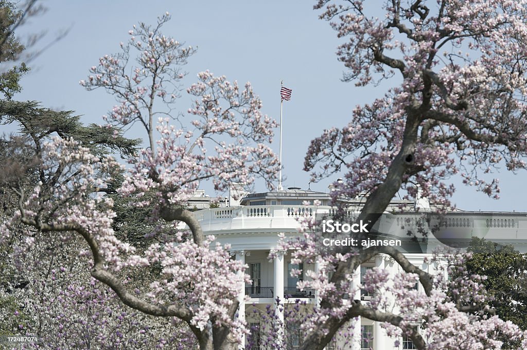 Casa Bianca con fiori di ciliegio - Foto stock royalty-free di Bocciolo
