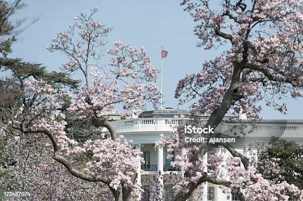 Casa Bianca Con Fiori Di Ciliegio - Fotografie stock e altre immagini di Bocciolo - Bocciolo, La Casa Bianca - Washington DC, Bandiera degli Stati Uniti