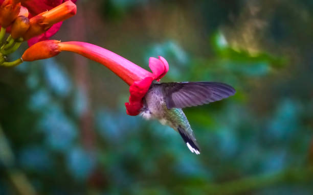 hummingbird inside a trumpet vine