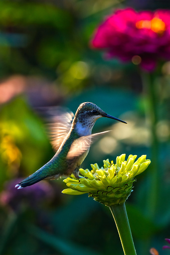 hummingbird on a green flower
