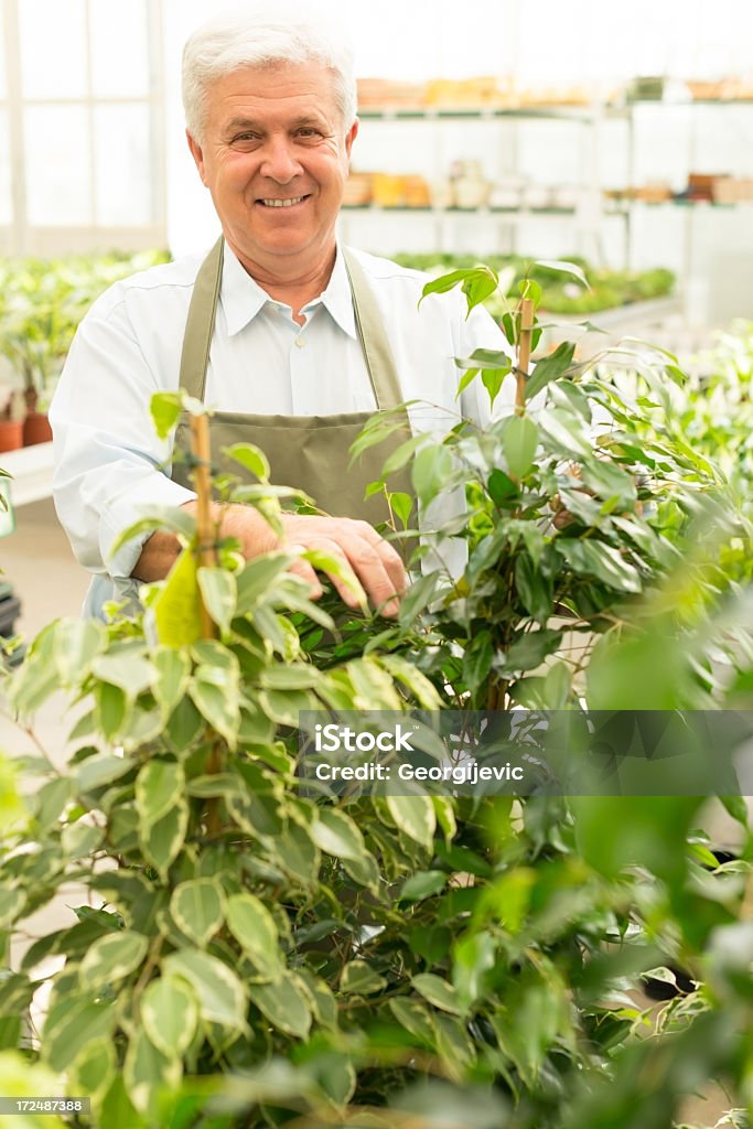 Senior travaillant dans fleuriste serre - Photo de Adulte libre de droits