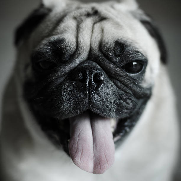 istock Cute pug dog with funny face 172487438