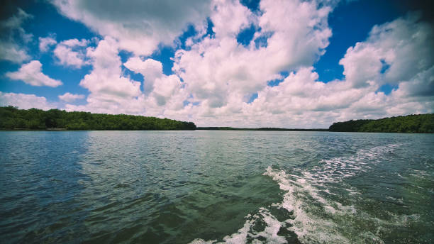 istock Estuary with mangrove vegetation 1724874554