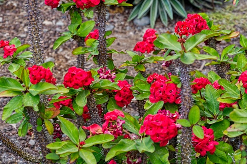 A vibrant array of red flowers in full bloom amidst lush green foliage in a garden setting