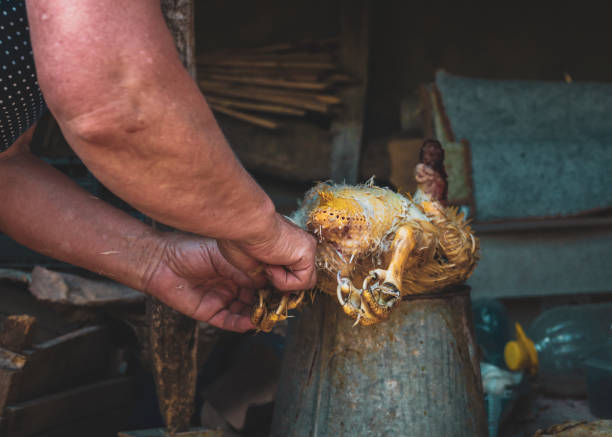 istock An elderly woman plucks feathers from a duck. 1724875154