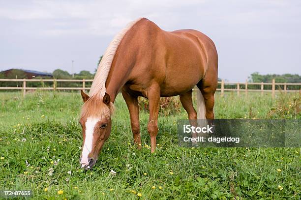 Summer Meadow Foto de stock y más banco de imágenes de Caballo - Familia del caballo - Caballo - Familia del caballo, Gordo - Complexión, Aire libre
