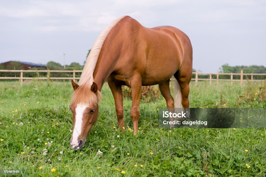 De verão meadow - Foto de stock de Cavalo - Família do cavalo royalty-free