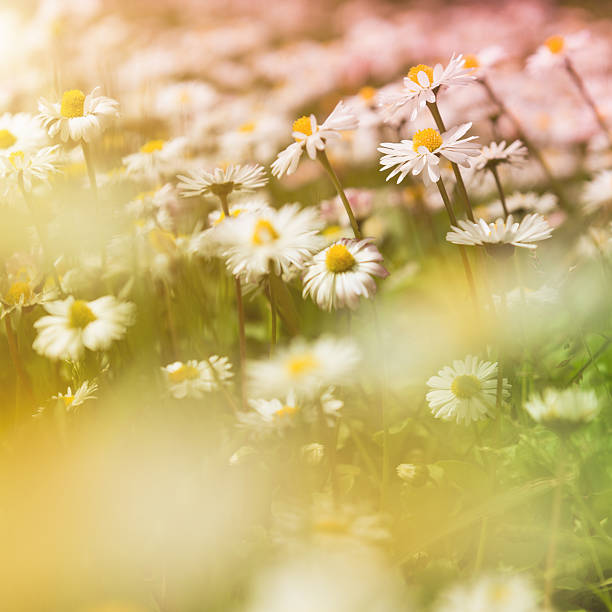 istock Field of daisy 172487895