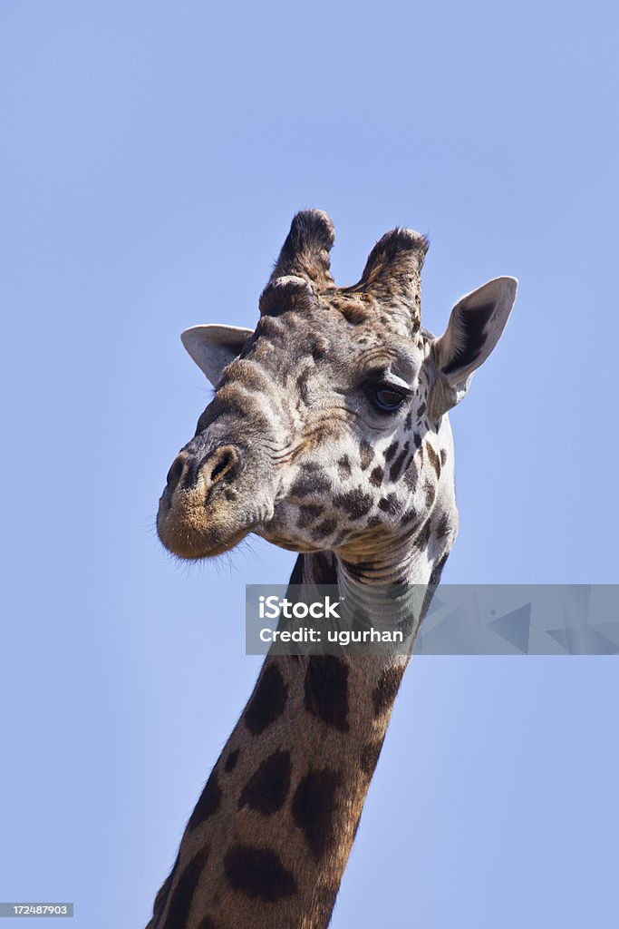 Giraffe - Lizenzfrei Afrika Stock-Foto