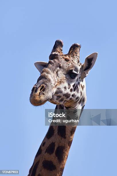 Giraffe Stockfoto und mehr Bilder von Afrika - Afrika, Fotografie, Giraffe