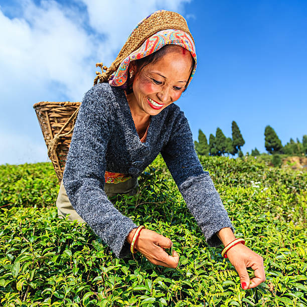 istock Indian pickers plucking tea leaves in Darjeeling, India 172487983